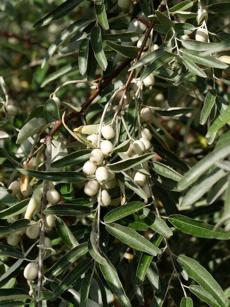 Russian olive (Elaeagnus angustifolia) invasive managment