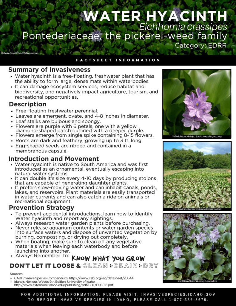 Water Hyacinth legalities & invasive controversy