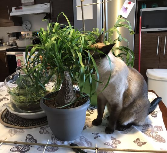 pet safety and ponytail palm aka Elephant's Foot & Bottle Palm