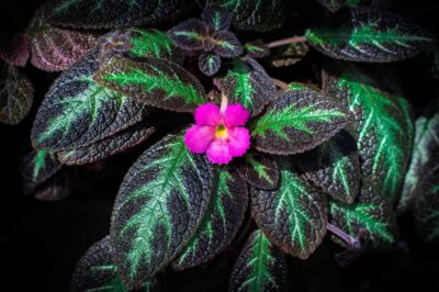 Pink Brocade “Flame Violet” Pet Safety & Resistance: Alt Names, ID, Indoor vs Outdoor Care, Bloom & Propagation