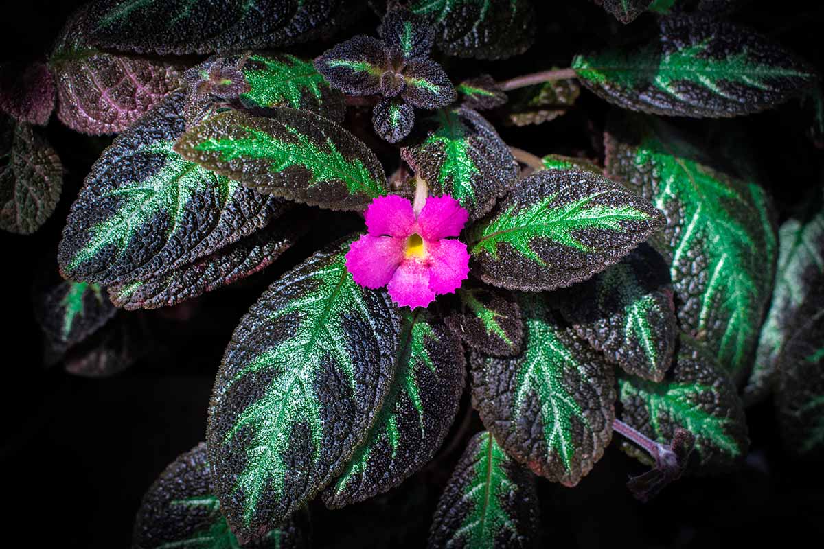 Pink Brocade "Flame Violet" Pet Safety & Resistance: Alt Names, ID, Indoor vs Outdoor Care, Bloom & Propagation
