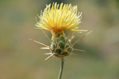 Barnaby’s Yellow Star-Thistle Toxic to Horses Not Cats & Dogs: Removal & Control | vs Milk Thistle | Nontoxic Alts
