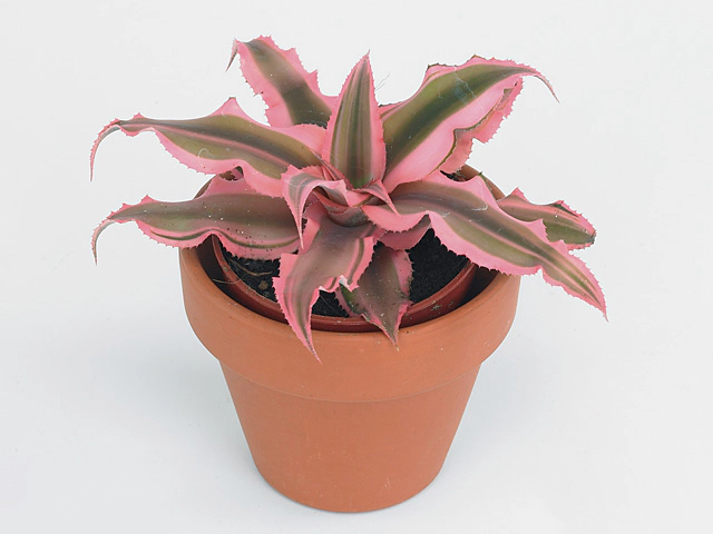 Cat & Dog Safe and Resistant Pink Starlite Plant: Care, Size & Revival Tips