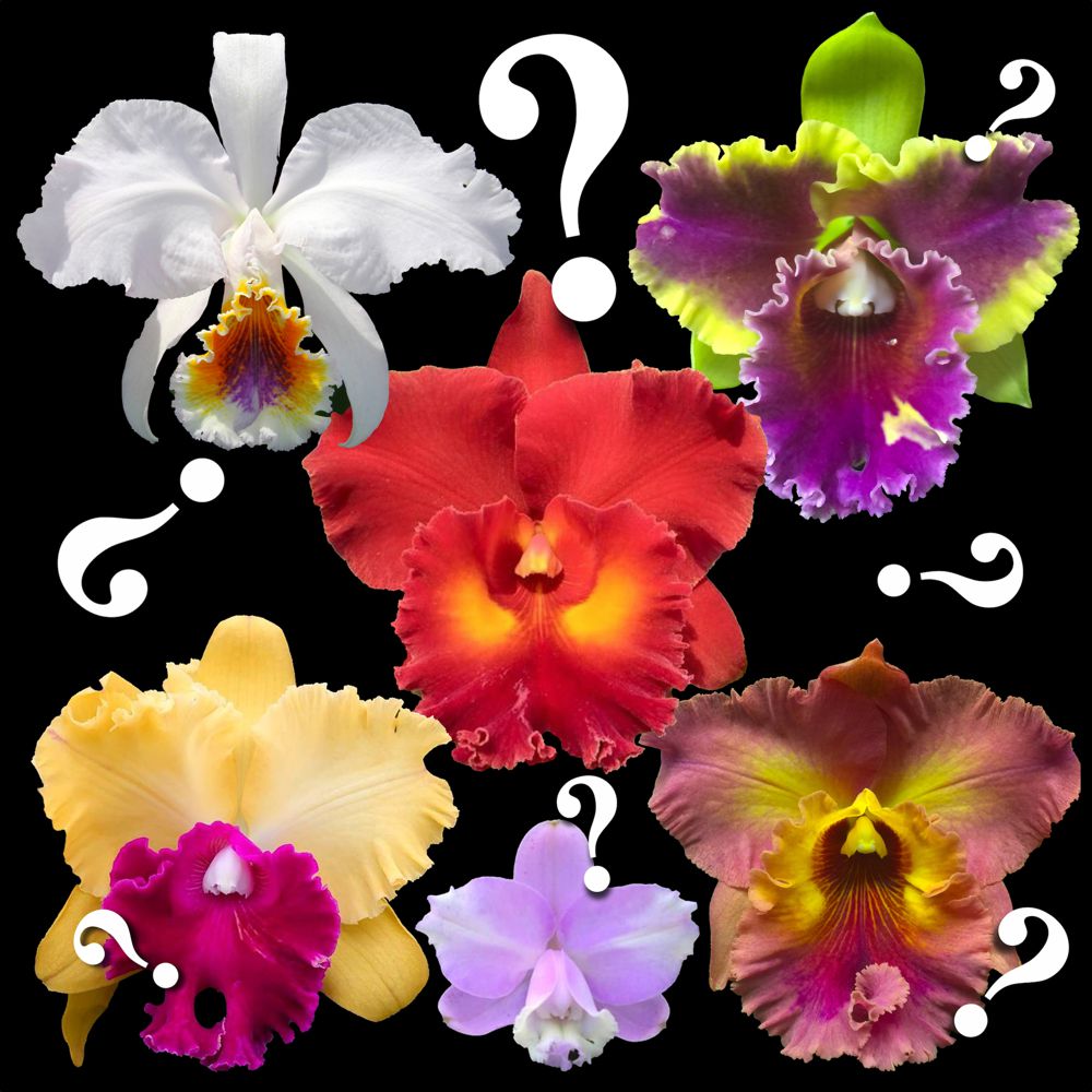 Brazilian Cattleya orchid varieties: ID, common names & comparison