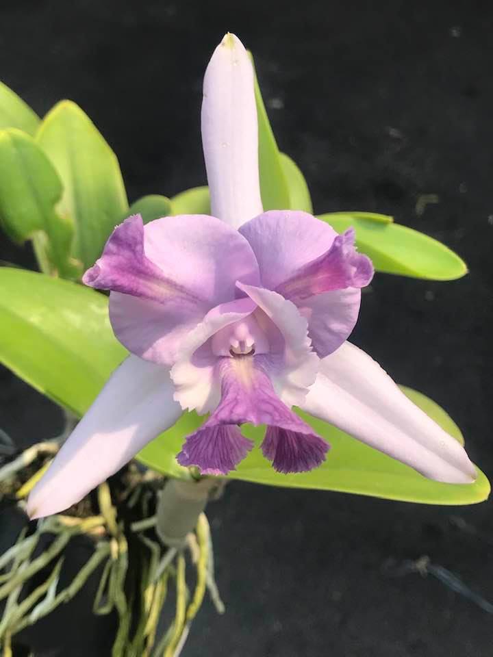 Brazilian Cattleya orchid legalities