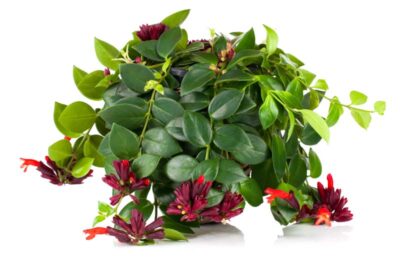 Lipstick Plant ID & Pet Safe Care: History, Sun vs Shade to Increase Bloom vs Hoya Plant