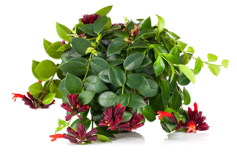 Lipstick Plant ID & Pet Safe Care: History, Sun vs Shade to Increase Bloom vs Hoya Plant