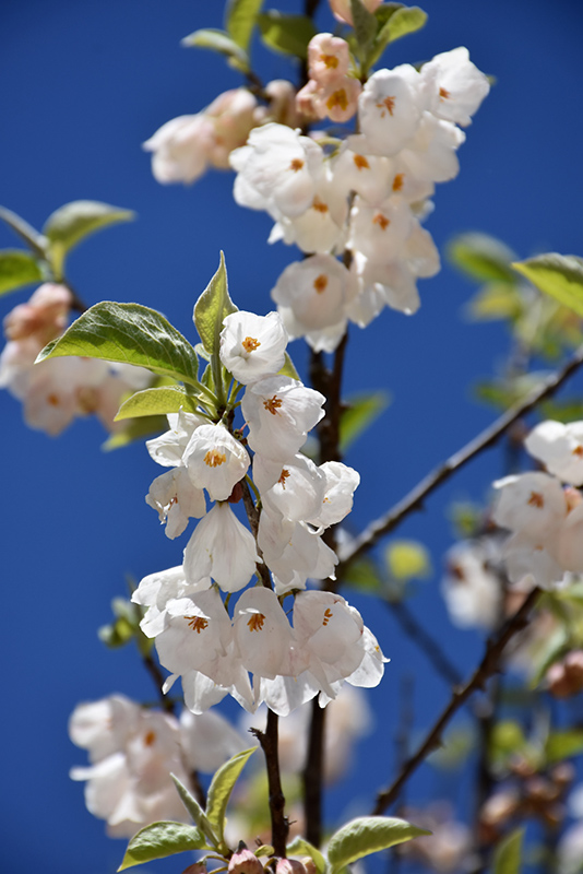 pet safe silverbell identification by flowers & leaves