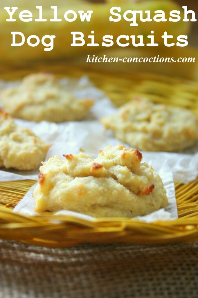 pet safe recipes w/ Yellow-flowered gourds & squash like yellow squash dog biscuits