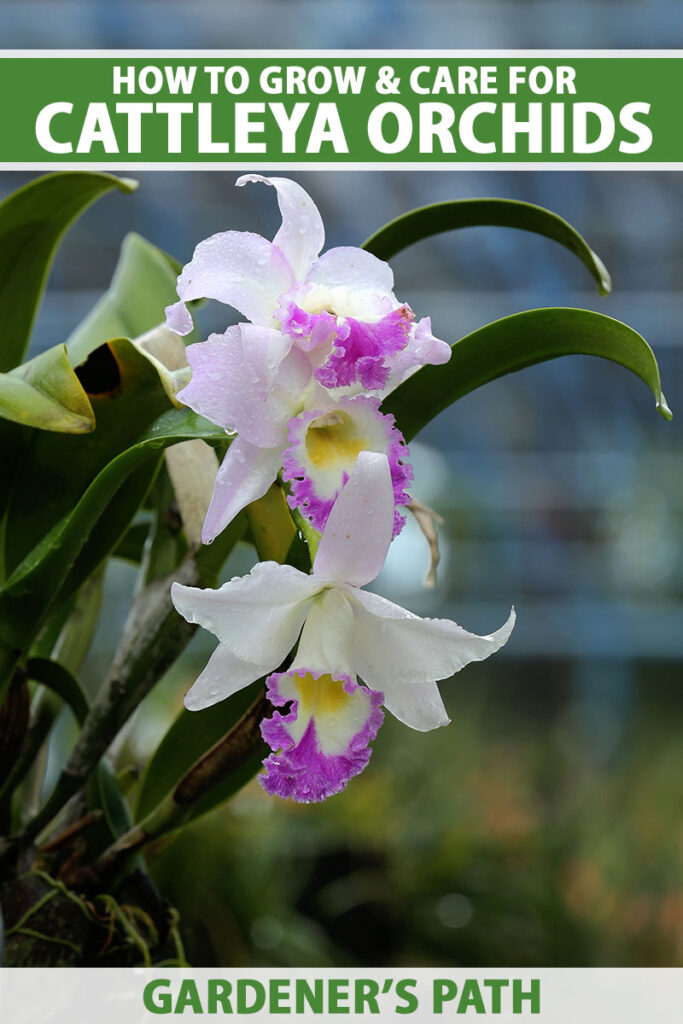 Brazilian Cattleya orchid common issues and easy solutions for plant care to increase bloom