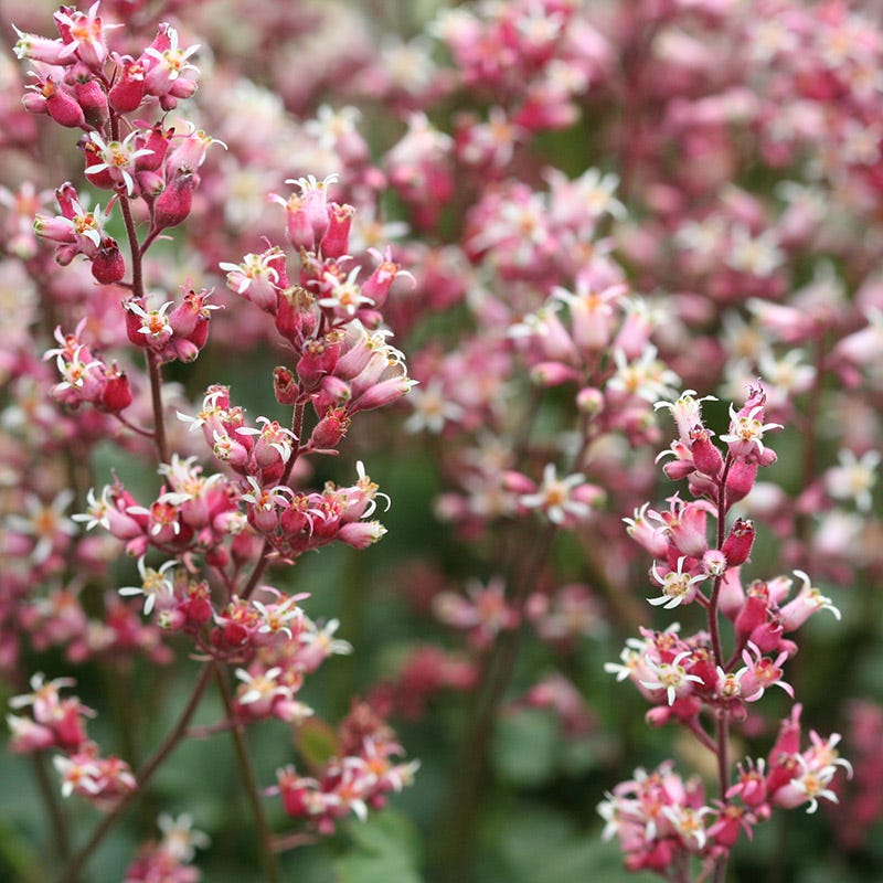 Pet Safe Hookera Pulchella Coral Bells Care: Propagation & Outdoor Planting Tips to Increase Blooms Even in Shade
