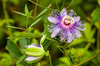 2 Purple Passion Plants w/ Different Pros, Cons & Care Tips: Pet Safety, Placement & Invasive Prevention