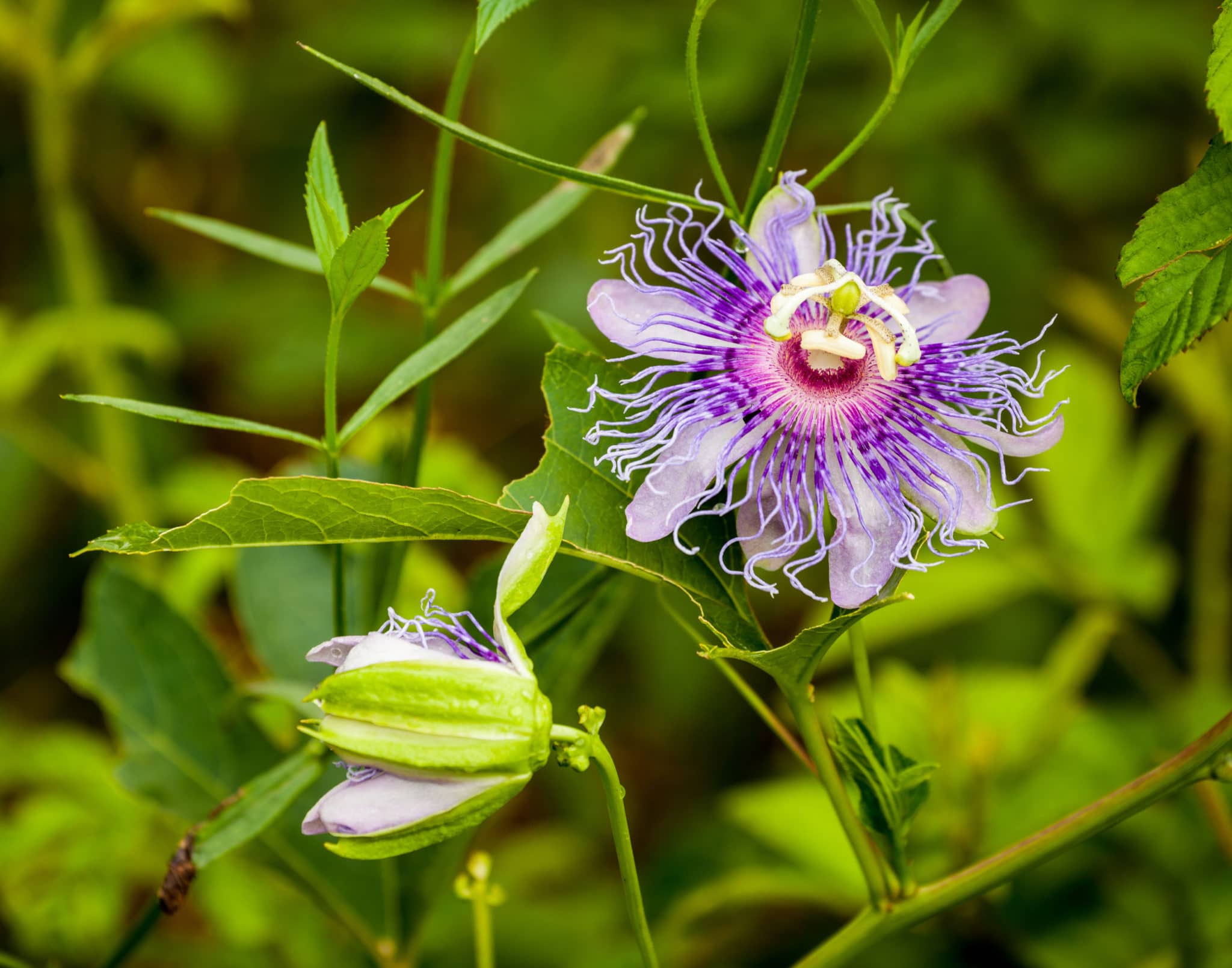 2 Purple Passion Plants w/ Different Pros, Cons & Care Tips: Pet Safety, Placement & Invasive Prevention