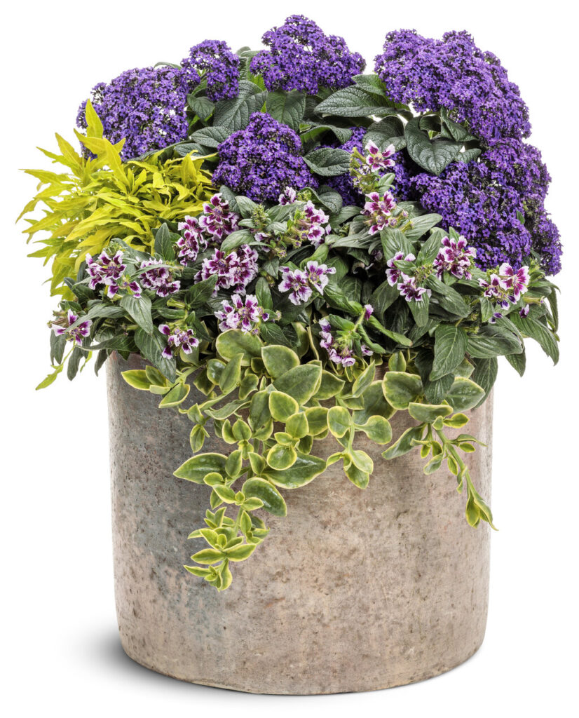 Fragrant Sun-loving Heliotrope Best in Container Gardens Since Toxic to Horses & Not Safe for Dogs & Cats to Eat