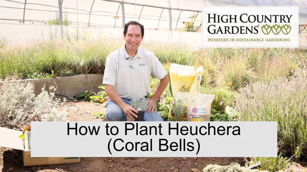 planting & growing Pet Safe Hookera Pulchella Coral Bells Care: Propagation & Outdoor Planting Tips to Increase Blooms Even in Shade
