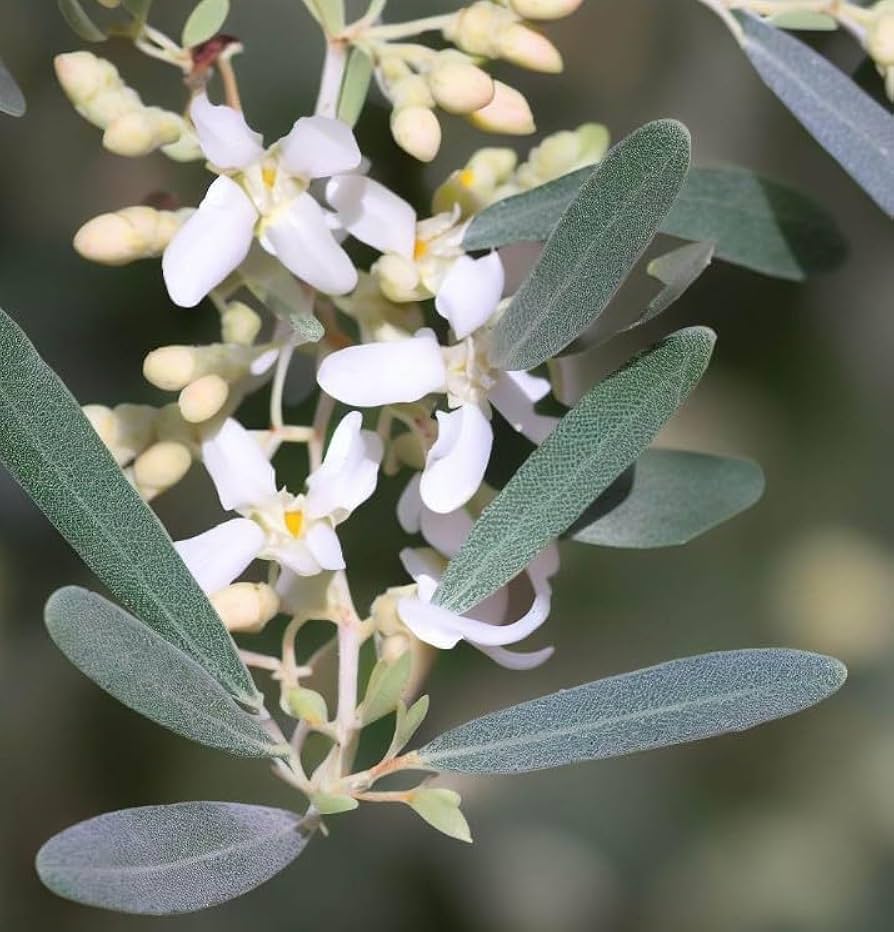 Russian Olive ID & Pet Safe Care Tips: Winter Survival, Invasive Control & Companion Plants | Male vs Female Trees