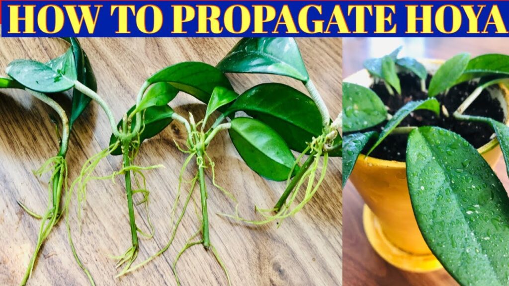 how to propagate silver pink vine aka pink speckled hoya Pubicalyx in water and soil