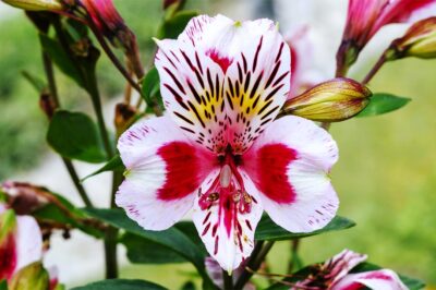 Peruvian Lily Alstroemeria ID & Pet Safe Care: Indoor/Outdoor Growth, Increase Bloom & Invasive Control vs True Lilies
