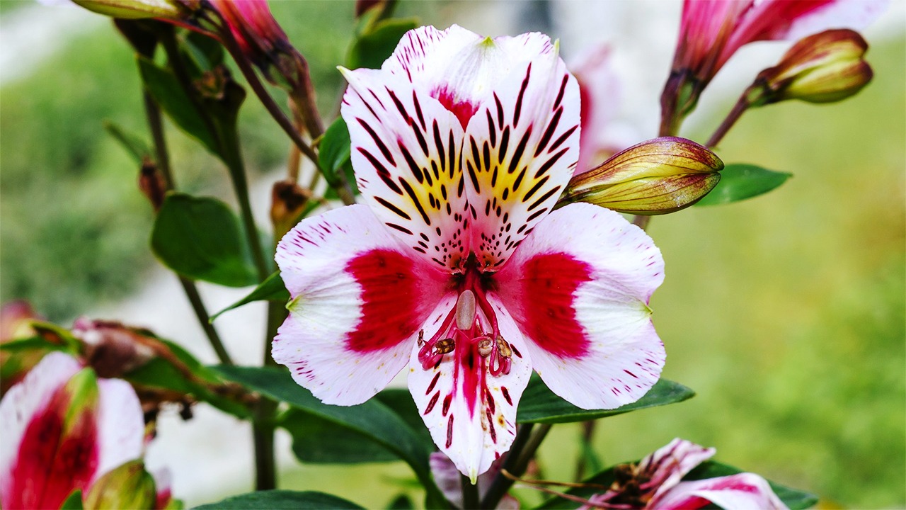 Peruvian Lily Alstroemeria ID & Pet Safe Care: Indoor/Outdoor Growth, Increase Bloom & Invasive Control vs True Lilies