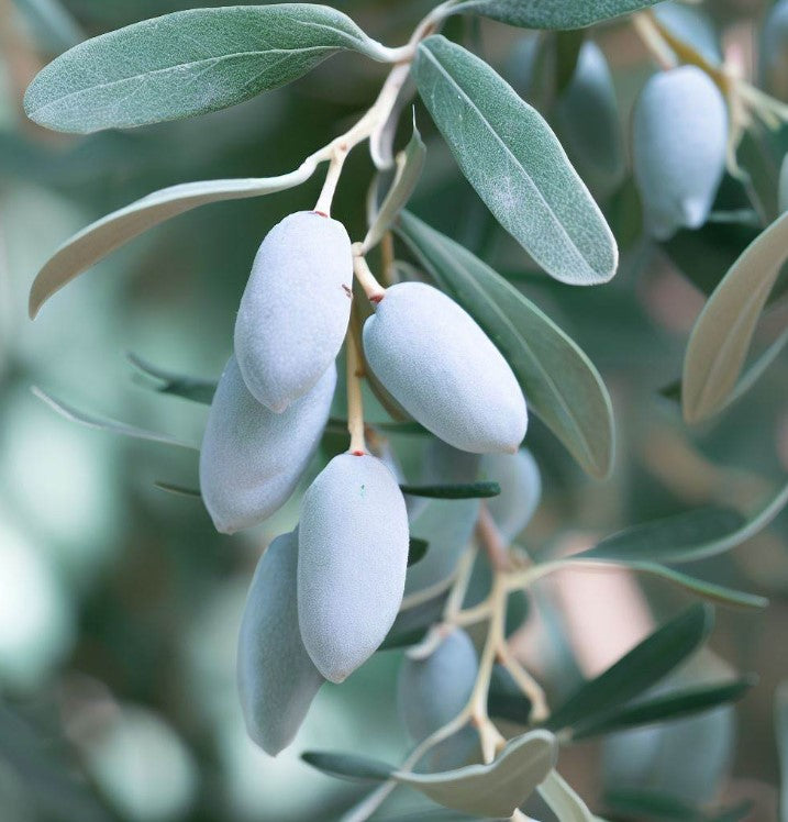 CU Russian olive (Elaeagnus angustifolia) ID & pros vs cons