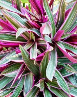 pet safe and naturally resistant Pink Starlite Plant