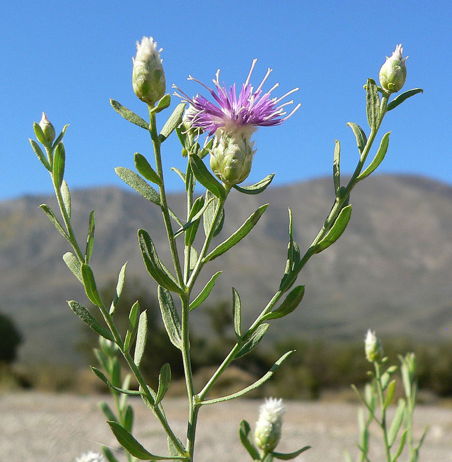 Russian Knapweed identification