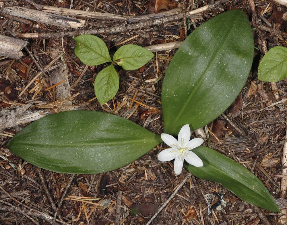 Bride's Bonnet/ Queen's Cup identification by star-like white flower and oval glossy leaves