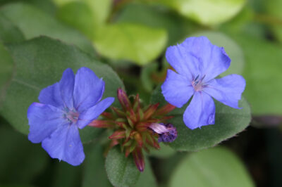 Pet Safe & Resistant Plumbago Larpentiae ID & Care: Names, Colors, Sizes & Sun Reqs | Increase Blooms Not Spread | Ground Cover vs House Plant