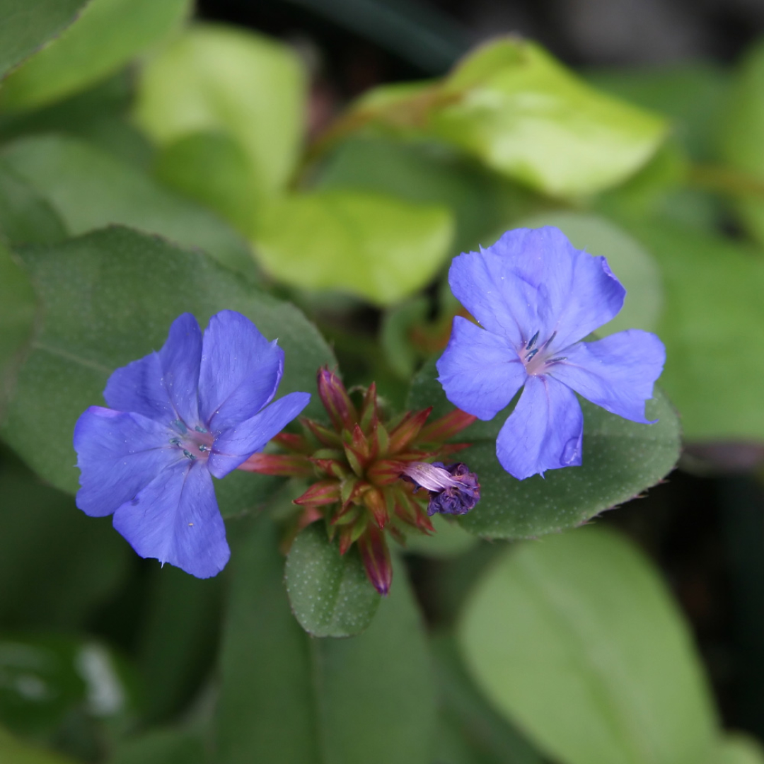 Pet Safe & Resistant Plumbago Larpentiae ID & Care: Names, Colors, Sizes & Sun Reqs | Increase Blooms Not Spread | Ground Cover vs House Plant