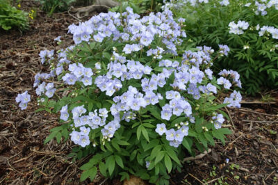 Jacob’s Ladder in Pet Safe Shade Garden: Care & Revival for Blooms w/o Invasive Spread