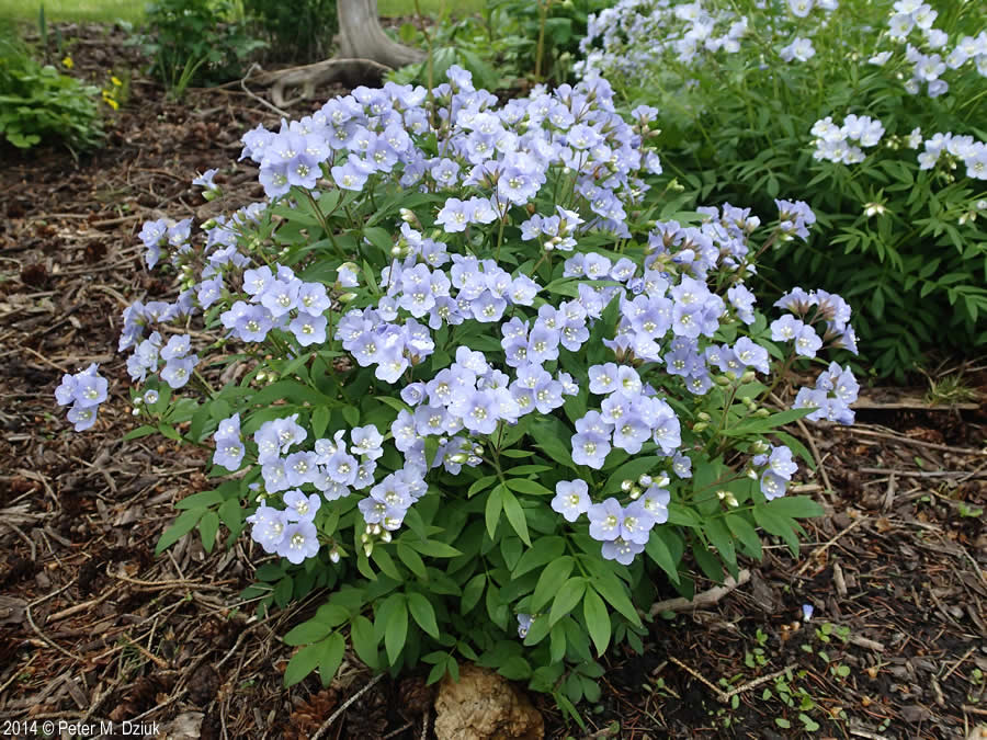 Jacob’s Ladder in Pet Safe Shade Garden: Care & Revival for Blooms w/o Invasive Spread