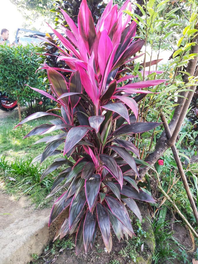 Red Palm Lily (Cordyline rubra) identification and alternative names
