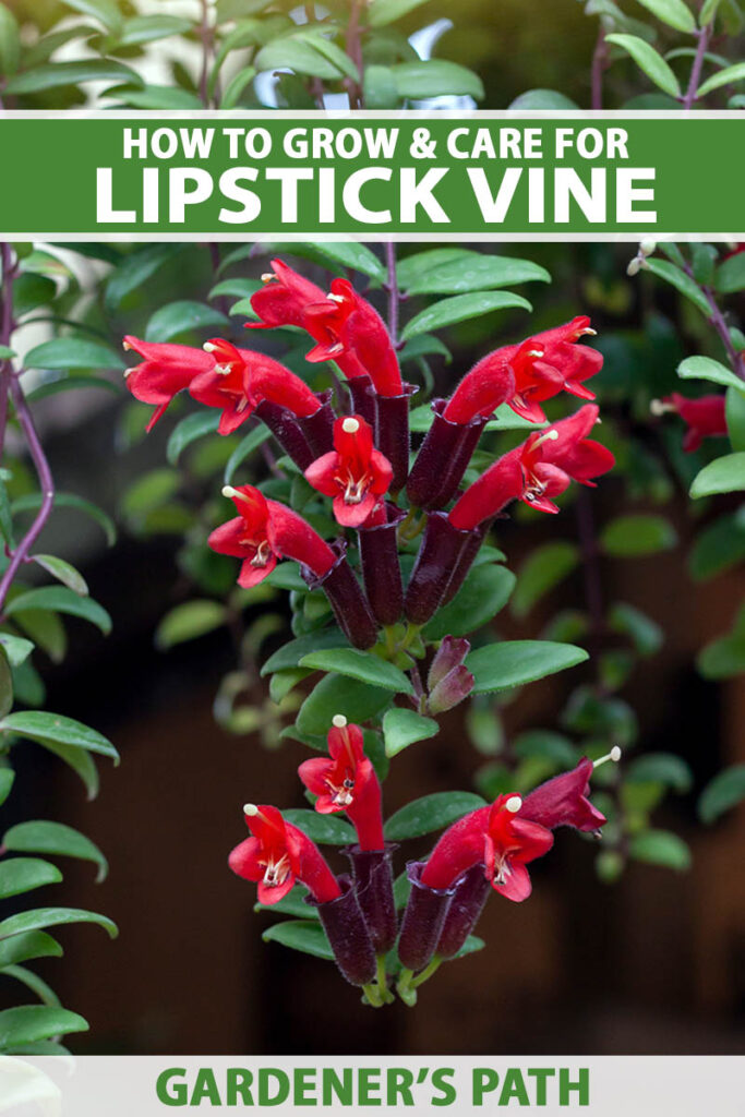 Lipstick Plant ID & Pet Safe Care: History, Sun vs Shade to Increase Bloom vs Hoya Plant