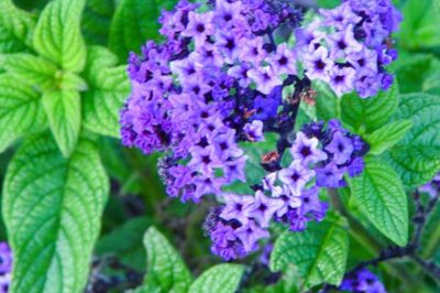 Fragrant Sun-loving Heliotrope Best in Container Gardens Since Toxic to Horses & Not Safe for Dogs & Cats to Eat