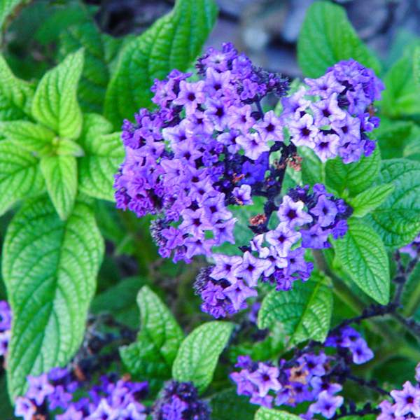 Fragrant Sun-loving Heliotrope Best in Container Gardens Since Toxic to Horses & Not Safe for Dogs & Cats to Eat