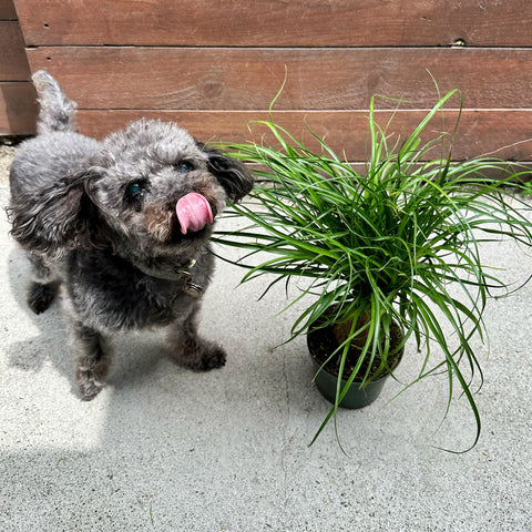 dog safe ponytail palm aka Elephant's Foot & Bottle Palm