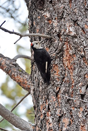 Blackjack Ponderosa Pine Comparison: Size, Care, Fire Safety, Edible Nuts & Pet Safety and wildlife habitat for woodpeckers and other animals