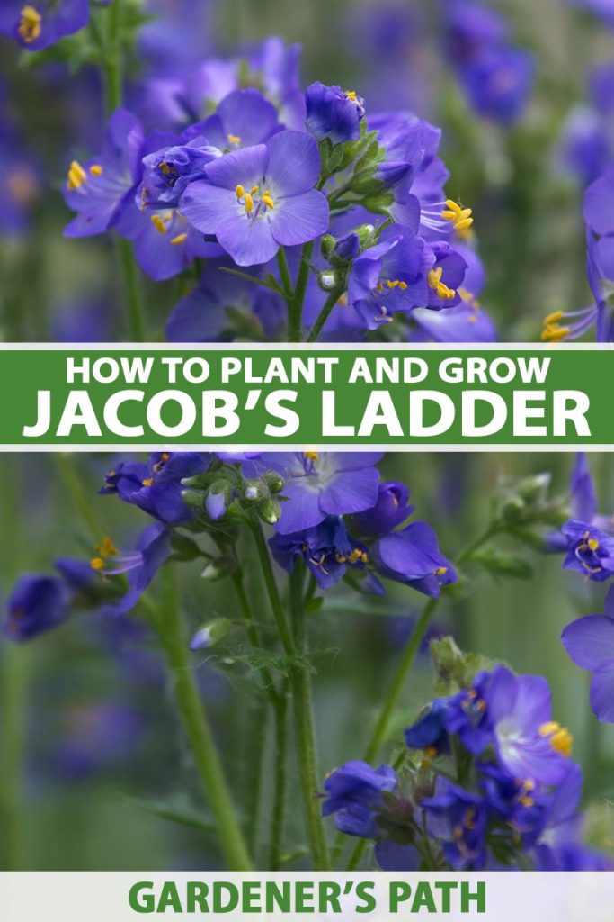 Jacob’s Ladder in Pet Safe Shade Garden: Care & Revival for Blooms w/o Invasive Spread