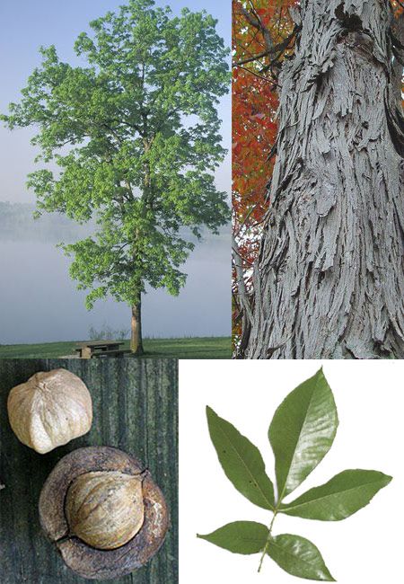 shagbark hickory 5 tips to ID: Distinctive shaggy bark, Compound leaves, Terminal buds, Round to oval nuts, Straight trunk