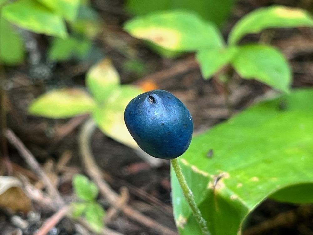 Bride's Bonnet/ Queen's Cup produces berries after the white blooms that are eaten by birds in the forest where the plant grows native