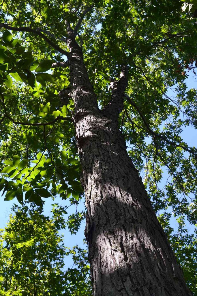 best places to plant small fruited pignut broom hickory trees: space & sun requirements