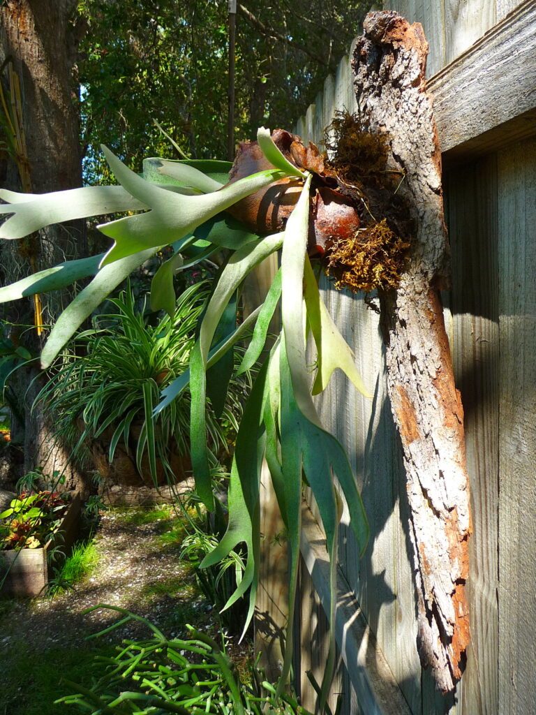 long living with dimorphic frond system dramatic growth on trees is a Conversation-starter Platycerium Alcicorne "Staghorn Fern"