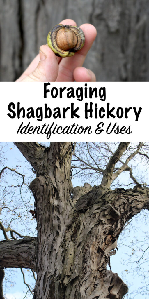 shagbark hickory identification & uses