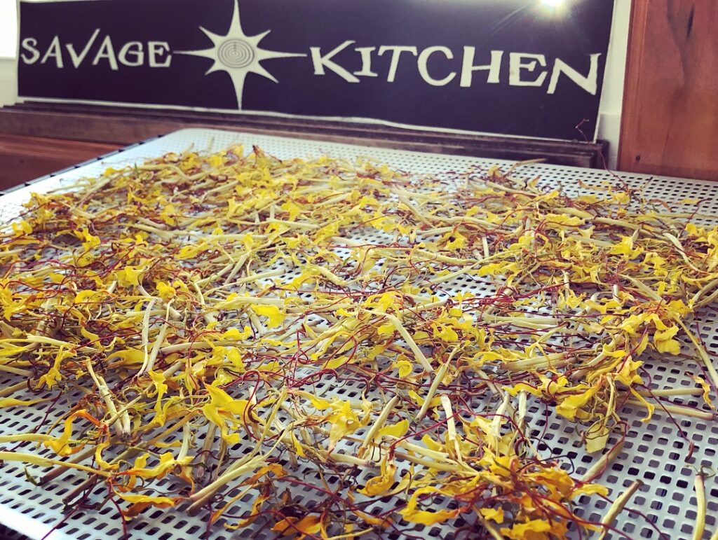 Kahali Ginger Toxicity, Edibility & Pet Safe Care: ID, Invasive Risks vs Common Cooking Ginger