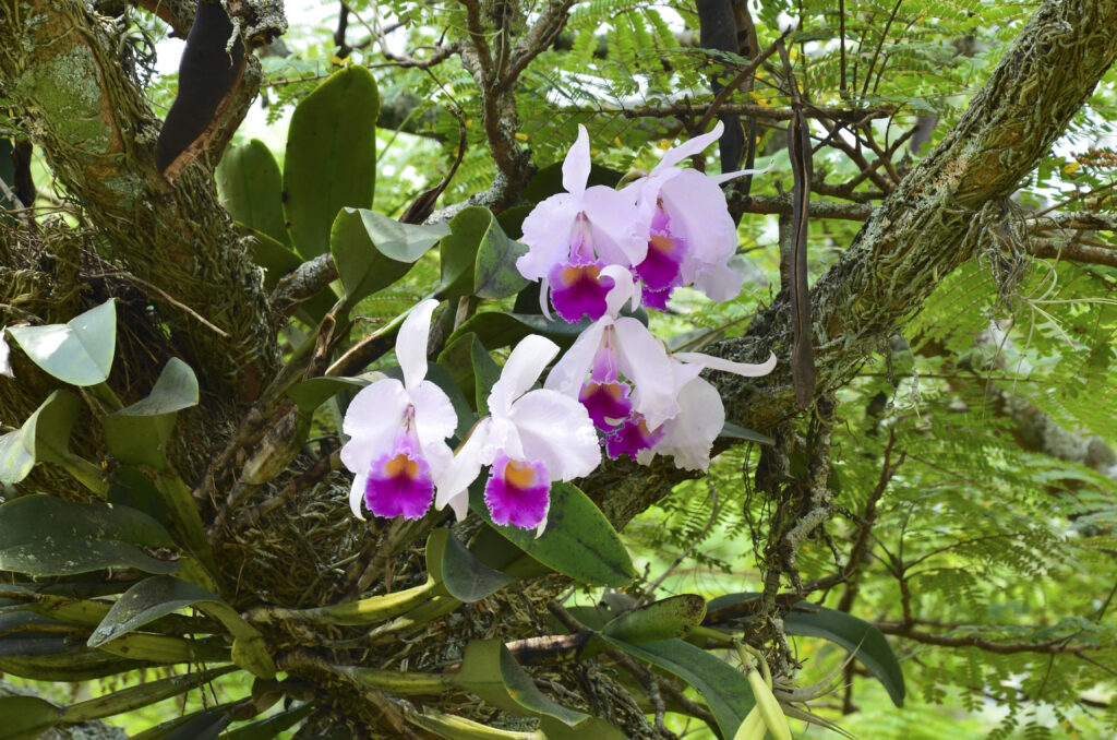Brazilian Cattleya Orchid. Colombian national flower