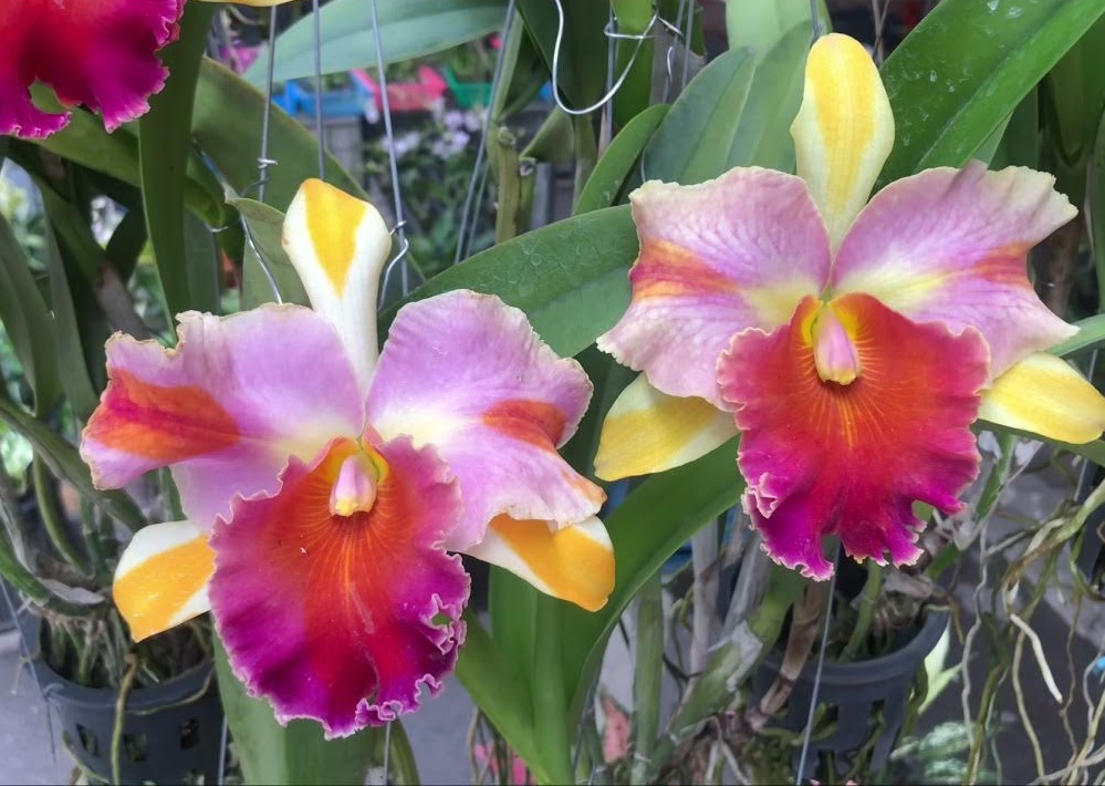rare rainbow orchid ID & indoor vs outdoor care