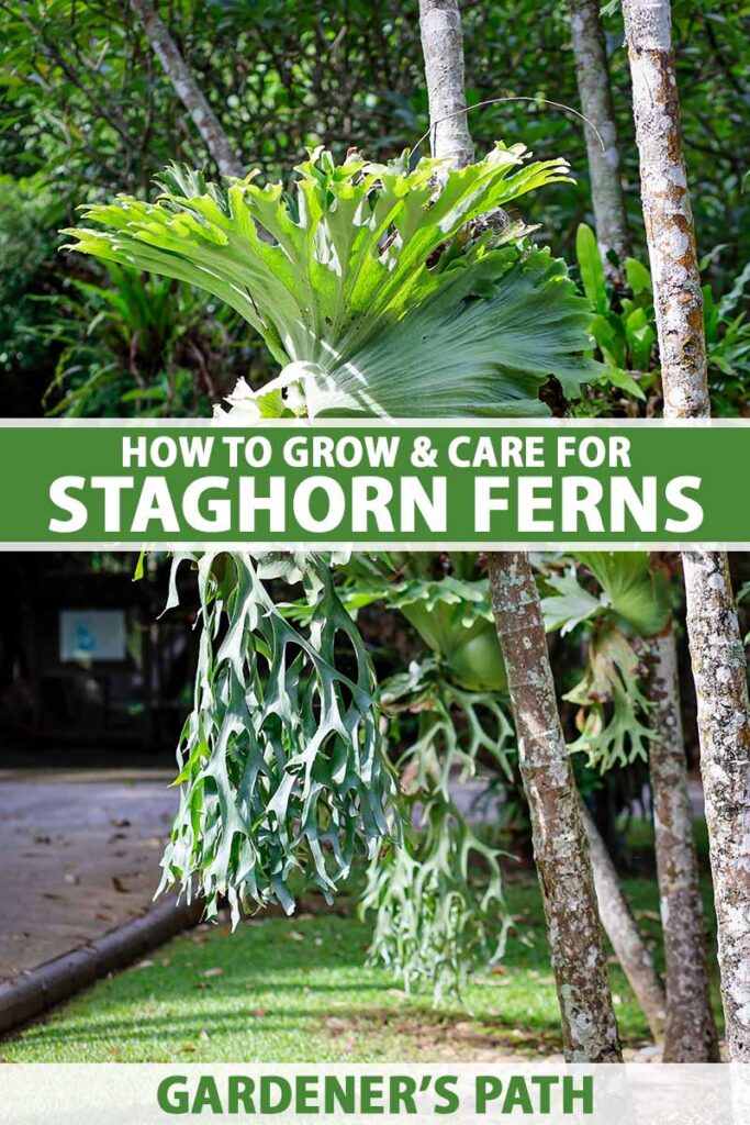 Platycerium Alcicorne "Staghorn Fern" Cost, Creative Display & Pet Safe Care Tips: Madagascar vs African
