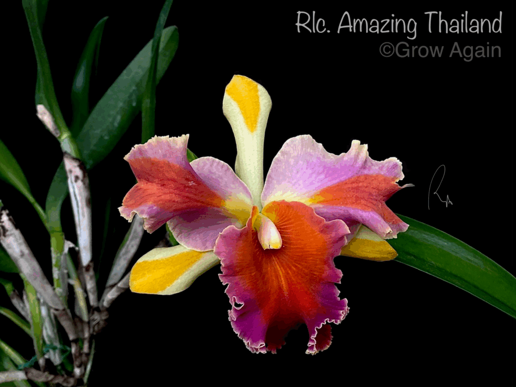 Many Names of Pet Safe & Rare Rainbow Orchid ID, Indoor vs Outdoor Care & Color Comparison
