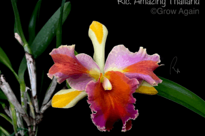 Many Names of Pet Safe & Rare Rainbow Orchid ID, Indoor vs Outdoor Care & Color Comparison