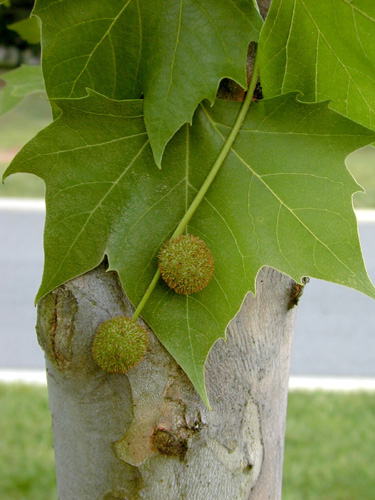 American Sycamore: ID bark, seed ball and leaves